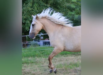 Criollo, Stute, 2 Jahre, 13,3 hh, Palomino