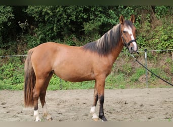 Criollo, Mare, 2 years, 14,1 hh, Dun