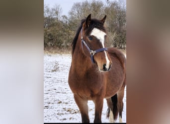 Criollo, Mare, 2 years, 14,2 hh, Brown