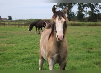 Criollo, Mare, 2 years, Grullo