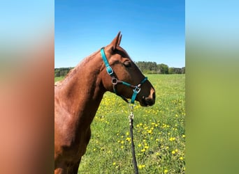 Criollo, Mare, 3 years, 14.1 hh, Chestnut-Red Criollo, Mare, 3 years, 14.1 hh, Chestnut-Red