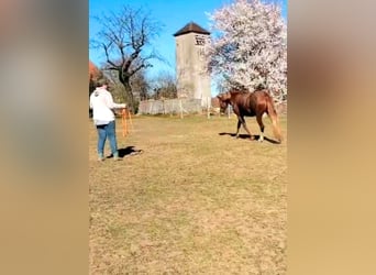 Criollo, Mare, 3 years, 14.1 hh, Chestnut-Red Criollo, Mare, 3 years, 14.1 hh, Chestnut-Red