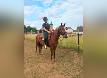 Criollo, Mare, 3 years, 14.1 hh, Chestnut-Red Criollo, Mare, 3 years, 14.1 hh, Chestnut-Red