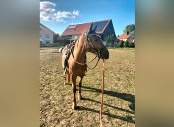 Criollo, Mare, 3 years, 14.1 hh, Chestnut-Red Criollo, Mare, 3 years, 14.1 hh, Chestnut-Red