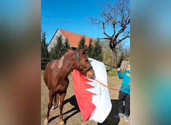 Criollo, Mare, 3 years, 14.1 hh, Chestnut-Red Criollo, Mare, 3 years, 14.1 hh, Chestnut-Red