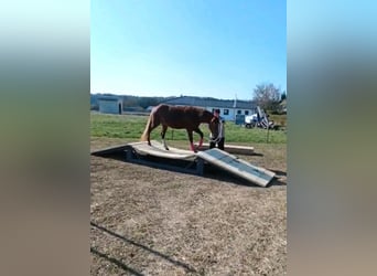 Criollo, Mare, 3 years, 14.1 hh, Chestnut-Red Criollo, Mare, 3 years, 14.1 hh, Chestnut-Red