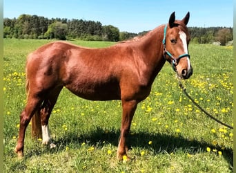 Criollo, Mare, 3 years, 14.1 hh, Chestnut-Red Criollo, Mare, 3 years, 14.1 hh, Chestnut-Red