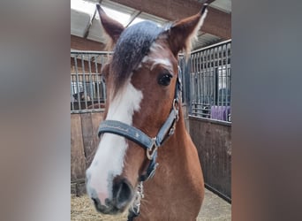 Criollo, Stute, 3 Jahre, 14,1 hh