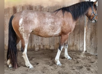 Criollo, Stute, 3 Jahre, 14,1 hh