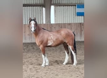 Criollo, Stute, 3 Jahre, 14,1 hh