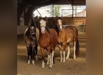 Criollo, Stute, 3 Jahre, 14,1 hh