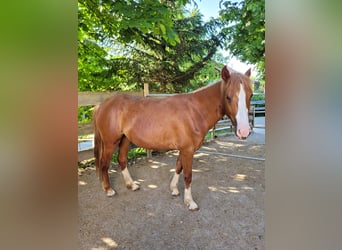 Criollo, Mare, 3 years, 14.2 hh, Chestnut-Red