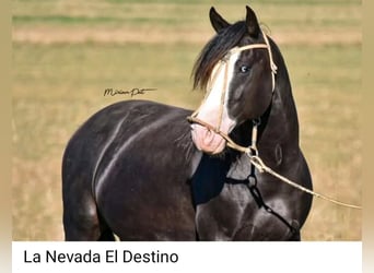 Criollo, Mare, 3 years, 14,1 hh, Chestnut-Red