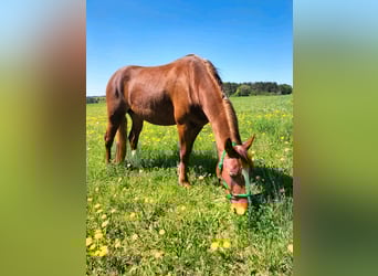 Criollo, Mare, 3 years, 14,1 hh, Chestnut-Red