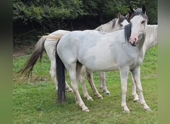 Criollo, Mare, 3 years, 14,2 hh, Overo-all-colors