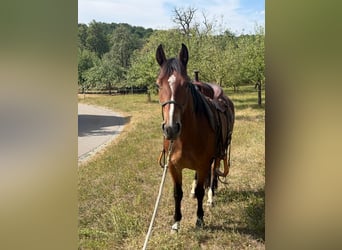 Criollo, Mare, 4 years, 13.2 hh, Brown