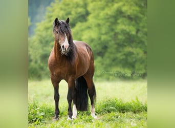Criollo, Mare, 4 years, 14,2 hh, Overo-all-colors
