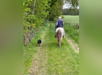 Criollo, Mare, 6 years, 14,1 hh, Overo-all-colors