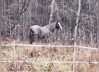 Criollo, Mare, 6 years, 14,1 hh, Overo-all-colors