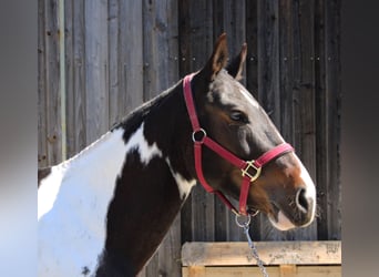 Criollo, Mare, 6 years, 14.3 hh, Overo-all-colors