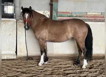Criollo, Mare, 6 years, 14,1 hh, Dun