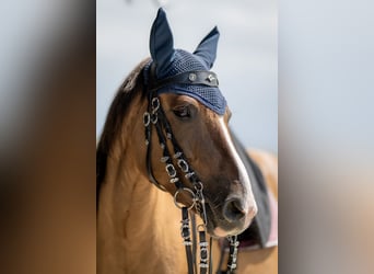 Criollo, Stute, 8 Jahre, 14,1 hh, Braunfalbschimmel