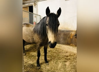 Criollo, Mare, 9 years, 14.1 hh, Buckskin