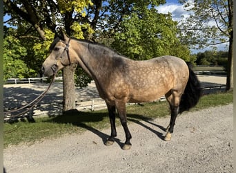 Criollo, Mare, 9 years, 14.1 hh, Buckskin