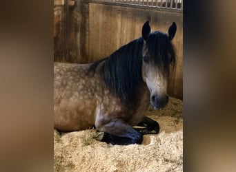Criollo, Mare, 9 years, 14.1 hh, Buckskin