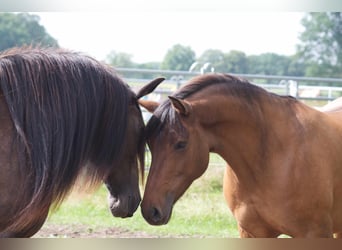 Criollo Mix, Stute, 9 Jahre, 14 hh, Falbe