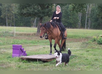 Criollo Mix, Stute, 9 Jahre, 14 hh, Falbe