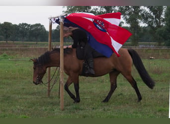 Criollo Mix, Stute, 9 Jahre, 14 hh, Falbe