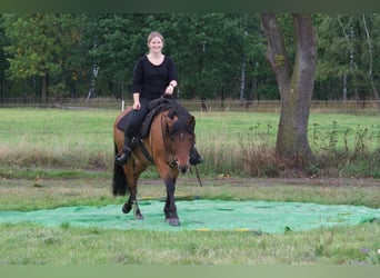 Criollo Mix, Stute, 9 Jahre, 14 hh, Falbe