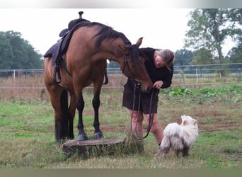 Criollo Mix, Mare, 9 years, 14 hh, Dun