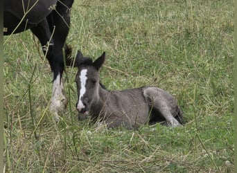 Criollo, Mare, Foal (06/2026), 14.2 hh, Black