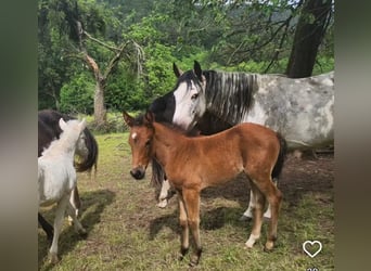 Criollo, Mare, Foal (04/2024), 14,2 hh