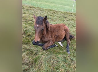 Criollo, Mare, Foal (04/2024), 14,2 hh