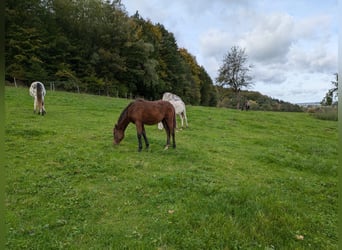 Criollo, Mare, Foal (04/2024), 14,2 hh