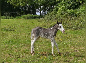 Criollo, Mare, , 14,2 hh, Overo-all-colors
