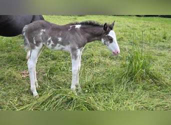 Criollo, Mare, Foal (05/2025), 14,2 hh, Overo-all-colors