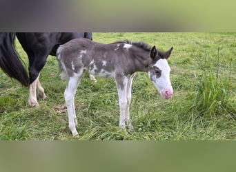 Criollo, Mare, Foal (05/2025), 14,2 hh, Overo-all-colors
