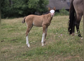 Criollo, Mare, Foal (06/2026), Dun