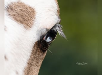Criollo, Mare, Foal (05/2026), Dun