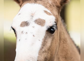 Criollo, Mare, Foal (05/2026), Dun
