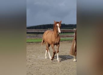 Criollo, Mare, Foal (05/2024), Red Dun