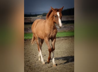 Criollo, Mare, Foal (05/2024), Red Dun