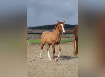 Criollo, Mare, Foal (05/2024), Red Dun