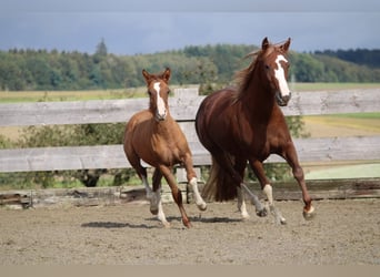 Criollo, Mare, Foal (05/2024), Red Dun