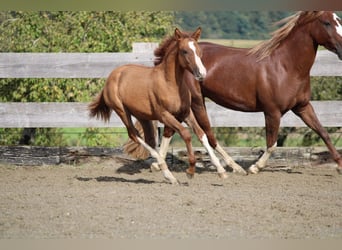 Criollo, Mare, Foal (05/2024), Red Dun