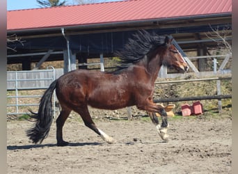 Criollo, Merrie, 10 Jaar, 142 cm, Bruin